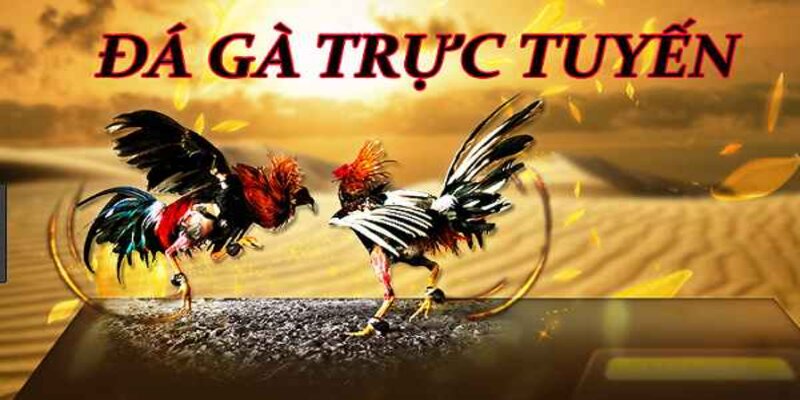 Đá gà casino trực tuyến trở thành bộ môn trải trí được yêu thích