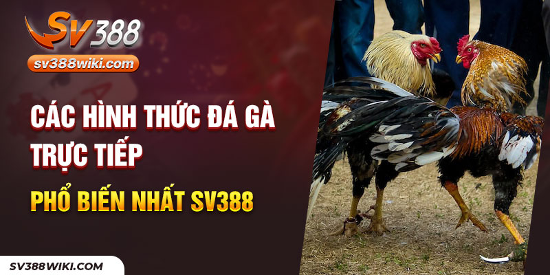 Các hình thức đá gà trực tiếp phổ biến nhất SV388