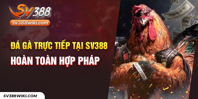 Đá gà trực tiếp tại SV388 hoàn toàn hợp pháp