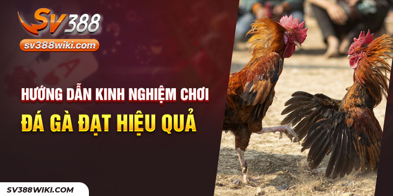 Hướng dẫn kinh nghiệm chơi đá gà đạt hiệu quả