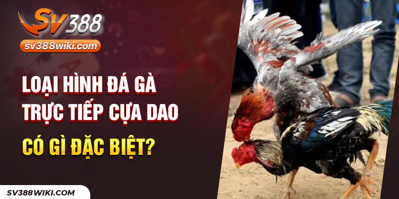 Loại hình đá gà trực tiếp cựa dao có gì đặc biệt?